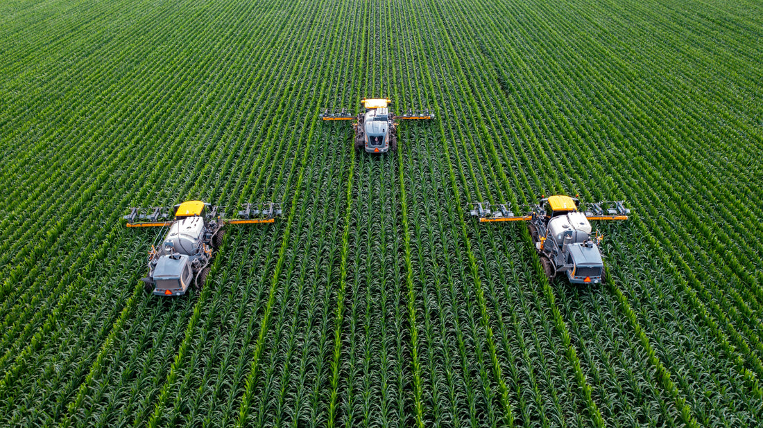 The Sustainability of Organic Buckwheat Farming