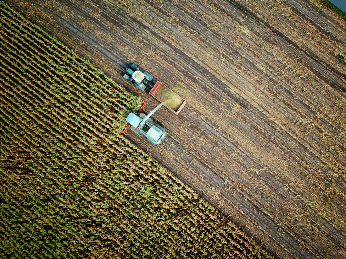 The Environmental Impact of Buckwheat Farming: A Sustainable Choice