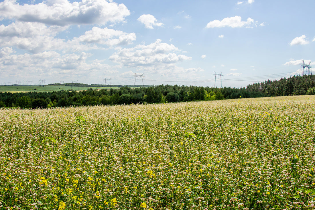 Exploring the History and Origins of Buckwheat